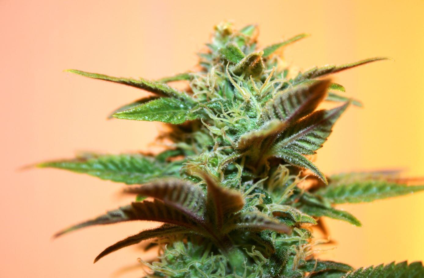 magasin culture cannabis