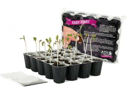 cultiver le cannabis
