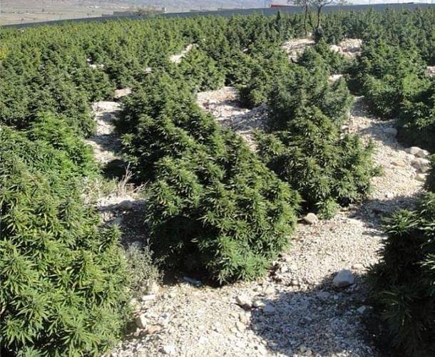 comment avoir de la weed