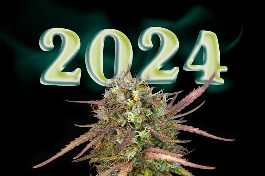 Top 10 des nouvelles variétés de cannabis de 2024