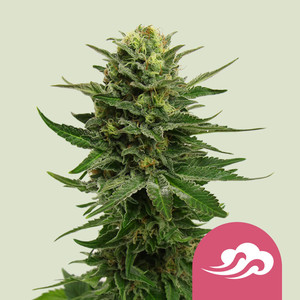 Acheter des graines de cannabis bleu mystique en ligne Acheter des graines de cannabis bleu mystique en ligne