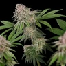 Blue Mystic
