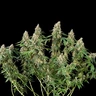 Shining Silver Haze