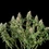 Shining Silver Haze