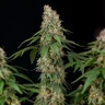 Shining Silver Haze