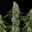 Shining Silver Haze