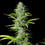 Northern Light Auto
