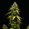 Royal Haze Auto