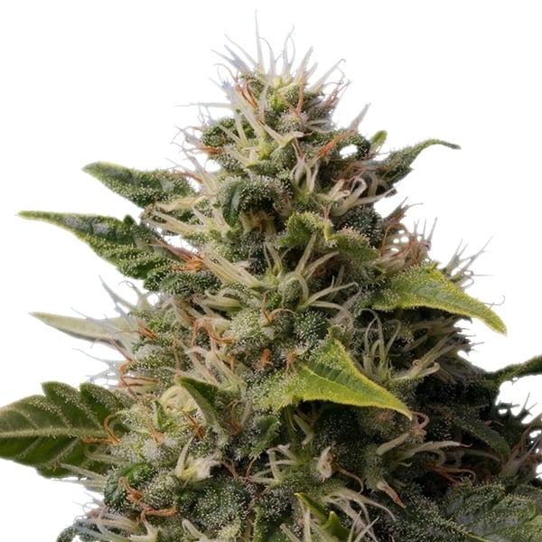 Buy Royal Moby graines de cannabis féminisées Royal Moby graines de cannabis féminisées