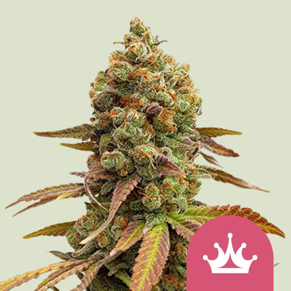 Achetez vos graines féminisées de Special Queen 1 👑 Royal Queen Seeds