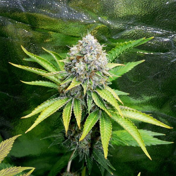 OG Kush graines de cannabis féminisées OG Kush graines de cannabis féminisées