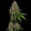 Bubblegum XL