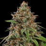 Bubblegum XL