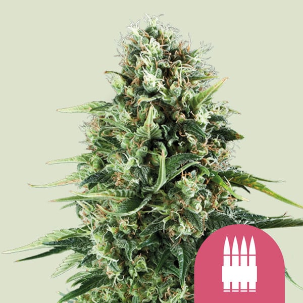 AK 47 graines de cannabis AK 47 graines de cannabis