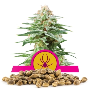 Graine en gros de White Widow