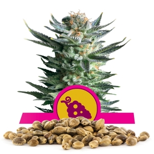 Graines en gros de Fruit Spirit