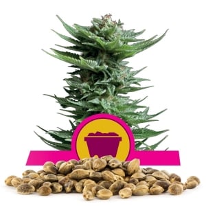 Graines en vrac de Shining Silver Haze