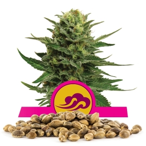 Graine en vrac de Blue Mystic