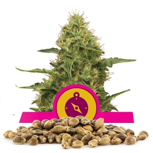 Graine en vrac de Northern Light