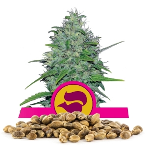 Graine en vrac de Skunk XL