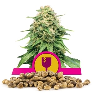 Graine en vrac de Critical