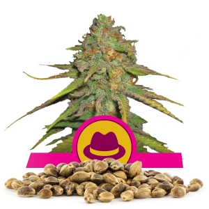 Graines d'O.G. Kush en gros
