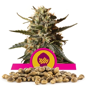 Graines de Bubblegum XL en gros