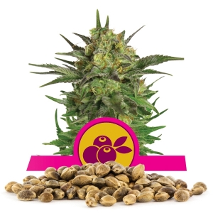 Graines en gros de Haze Berry