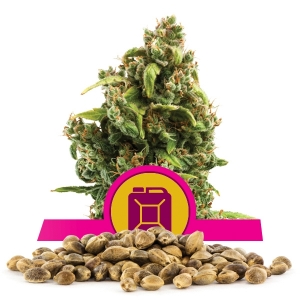 Graines en vrac de Sour Diesel