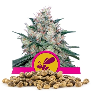 Graine en vrac de Honey Cream fast flowering