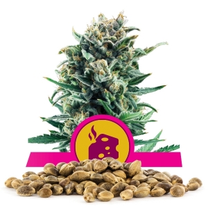 Graine en vrac de Blue Cheese