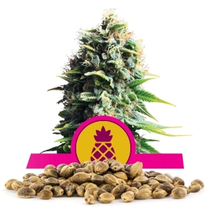 Graines de Pineapple Kush en Gros