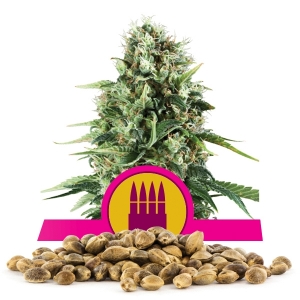 Graines de Royal AK en Gros
