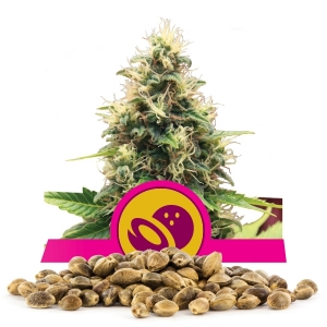 Graines de Somango XL en gros