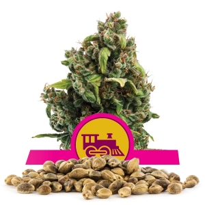Graine en vrac de Candy Kush Express Fast Flowering