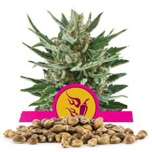 Graine en vrac de Speedy Chile Fast Version