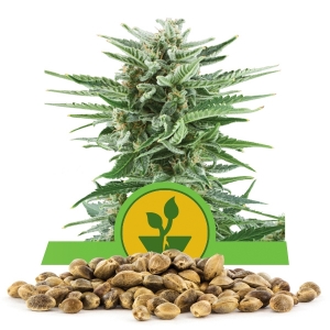 Graine en vrac de Easy Bud