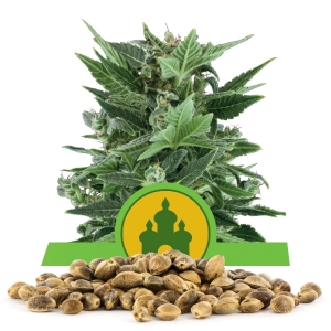 Graine en vrac de Royal Kush Automatic