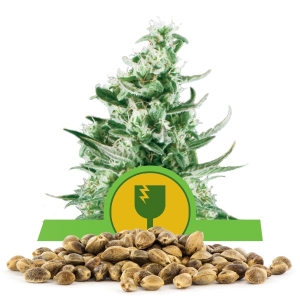 Graine en vrac de Royal Critical Automatic