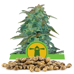 Graines en vrac de Royal Haze Automatic