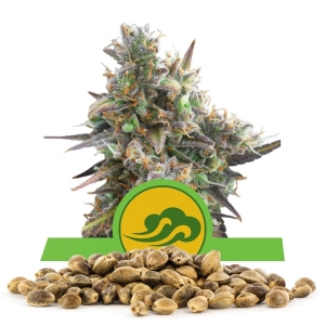 Graine en vrac de Royal Bluematic