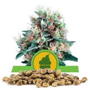 Graine en vrac de Royal Creamatic