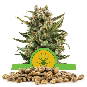 Graine en vrac de White Widow Automatic
