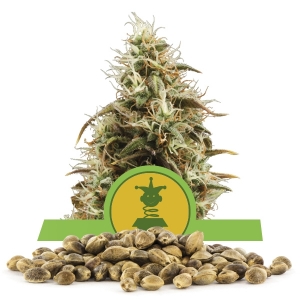 Graine en vrac de Royal Jack Automatic
