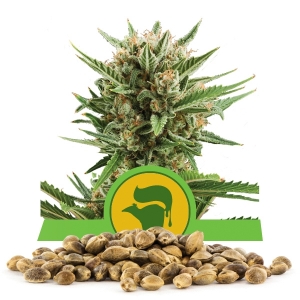 Graine en vrac de Sweet Skunk Automatic
