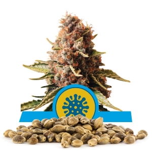 Graines en vrac de Euphoria