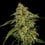 Lemon Shining Silver Haze