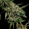 Lemon Shining Silver Haze
