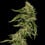 Lemon Shining Silver Haze