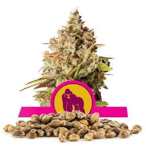 Graines en gros de Royal Gorilla